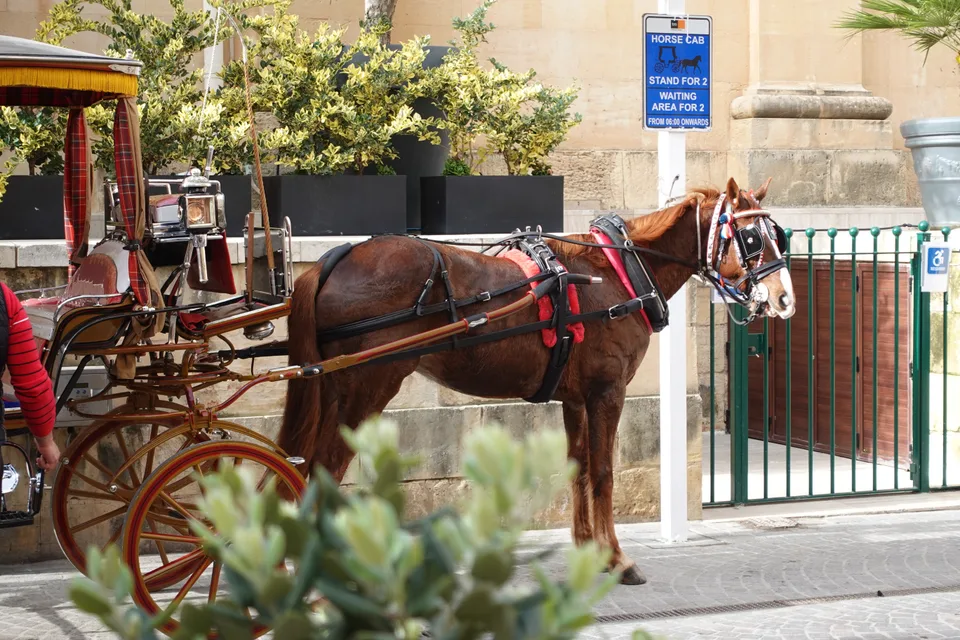 photo 6 of 12 from 5 february 2025, victoria, gozo and comino