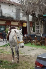 photo 7 of 19 from 30 march 2025, kato zachlorou, western greece