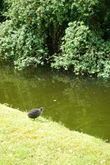 photo 11 of 16 from 15 june 2025, kralingen oost, rotterdam