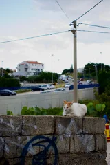 photo 11 of 16 from 14 july 2025, trstenik, split