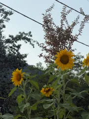 photo 14 of 17 from 26 september 2026, divarata, ionian islands